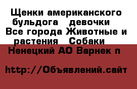 Щенки американского бульдога ( девочки) - Все города Животные и растения » Собаки   . Ненецкий АО,Варнек п.